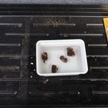 Перед посевом семян дихондры замачиваем торфяные таблетки их в тёплой воде до тех пор, пока они не набухнут