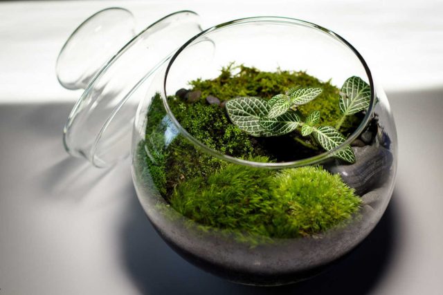Stále není správné tvrdit, že Fittonia nemůže přežít bez florária. Zde by měla být otázka spíše položena následovně: je vlhkost v místnosti normální?