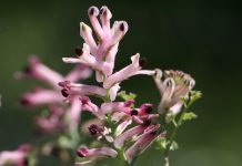 Дымянка — симпатичный однолетник для вашего сада