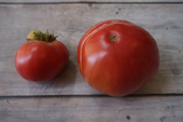Томат «Гигантисика» (Tomato Gigantesque)