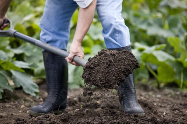 Если почва регулярно перекапывается, рыхлится, туда вносятся минеральные удобрения, попадают пестициды и фунгициды, то ни о каком здоровье почвы речь идти не может