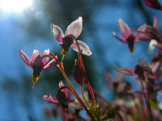 В мае – июне длинные цветоножки клюквы (до 5 см) усеиваются поникшими цветками. Их окрас варьируется от светло-пурпурного до розового