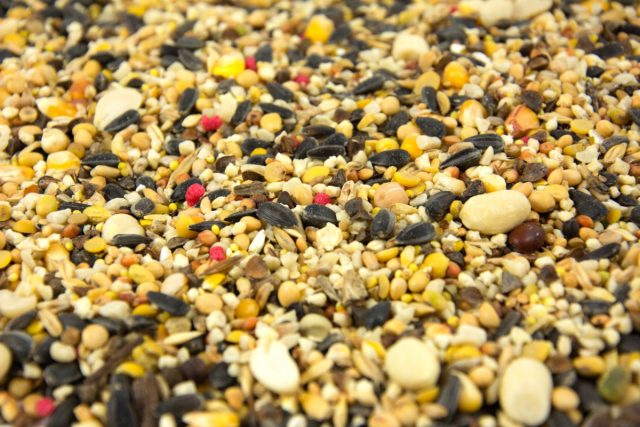 Основным кормом для канареек, как и для всех зерноядных птиц, является зерновая смесь. В состав зерновой смеси для канареек входит просо, рапс, канареечное семя, овес и небольшое количество семени подсолнечника и конопли