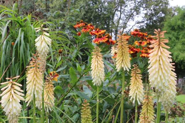 Bílo-krémové odstíny Kniphofia uvaria 