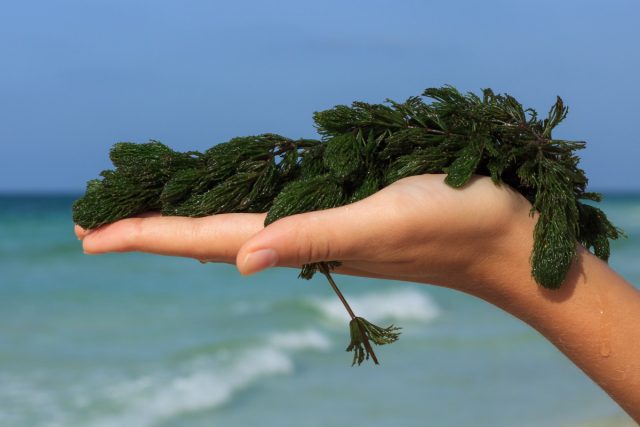 Морские водоросли – источники натуральных гормонов роста растений. Каждый из них – важный биостимулятор здоровья