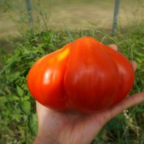 Томат «Кунео гигантская груша» (Tomato Cuneo Giant Pear)