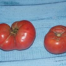 Томат «Бельгийский гигант» (Tomato Giant Belgium)