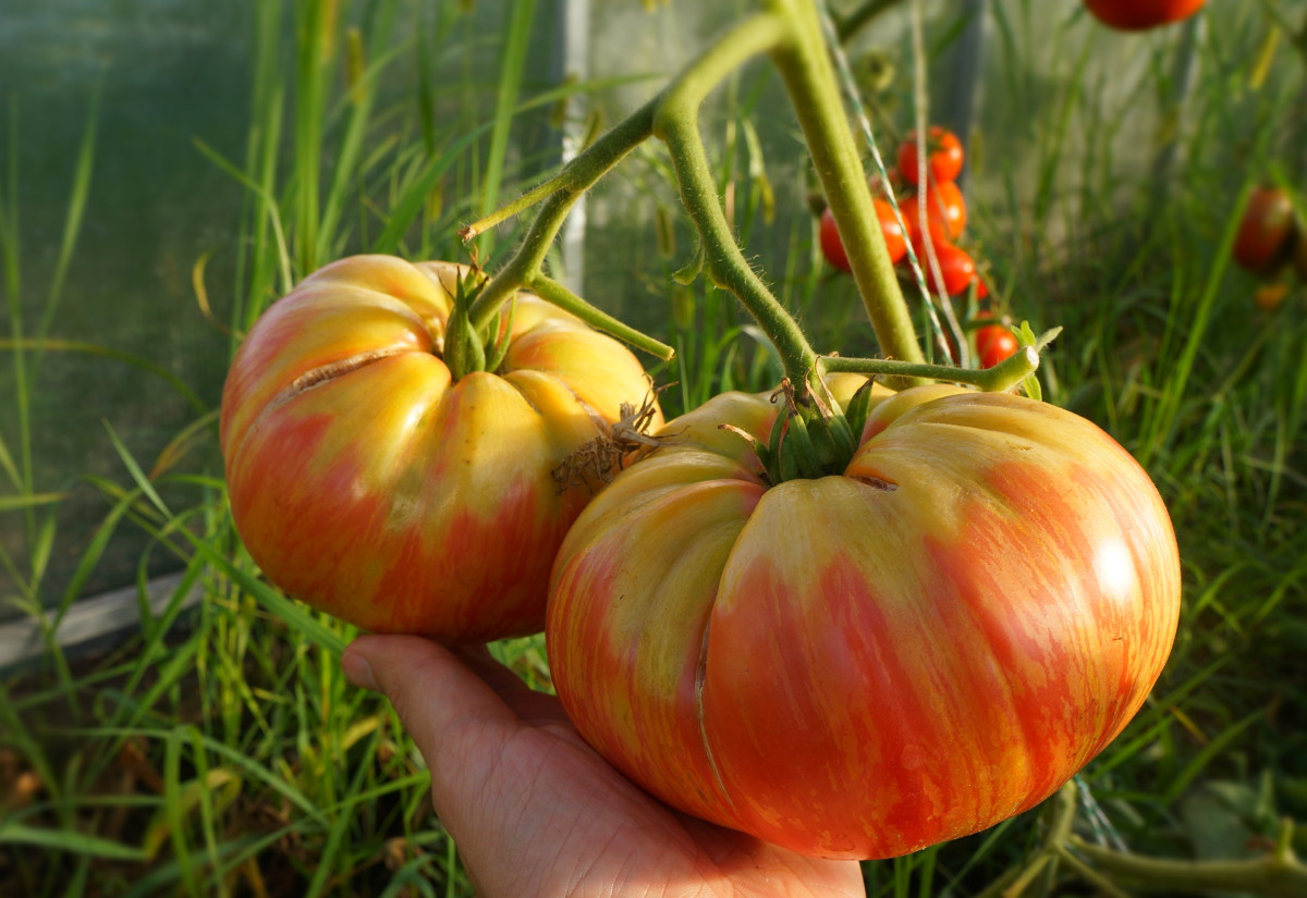 Лучшие сорта крупноплодных томатов, которые я рекомендую всем. Фото —Ботаничка