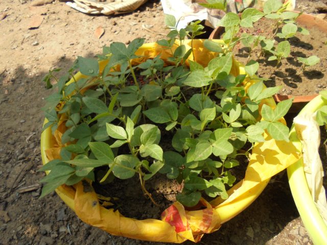 Бобовое растение со странным названием лошадиный грамм, или фасоль култи (Macrotyloma uniflorum) подходит для выращивания в контейнерах