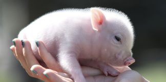Минипиги — как содержать карликовую свинку?