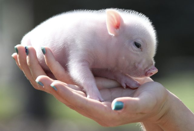 Минипиги, или карликовые свинки — почему стоит завести и как содержать?