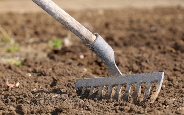 Чтобы подготовить почву для посадки, взрыхлите землю в месте посадки и смешайте с небольшим количеством компоста. Добавьте песок или гравий по мере необходимости, чтобы улучшить дренаж.