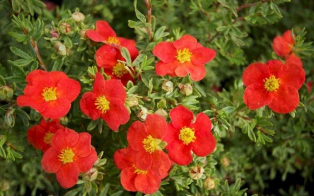 Сорт с красными цветками Мариан Ред Робин» (Potentilla fruticosa 'Marian Red Robin')