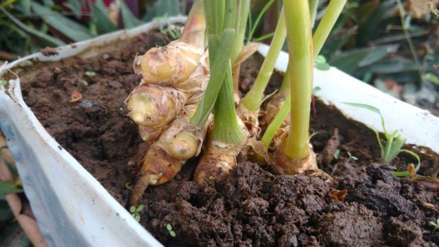 Корень имбиря очень легко выращивать, и как только вы начнете, вы сможете поддерживать запас имбиря в достаточном объеме.
