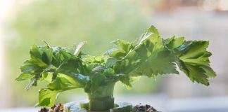 Рассада из очистков — какие овощи легко вырастают из обрезков?
