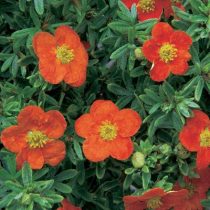 С оранжево-красными цветками сорт «Ред Иссима» (Potentilla fruticosa 'Red ISSIMA')