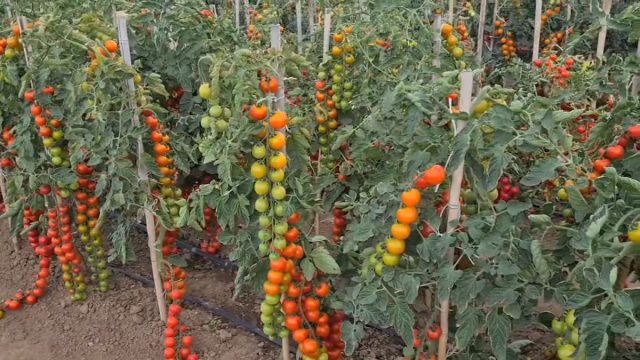Самые лучшие и урожайные томаты-черри — обзор от агрофирмы «Поиск»