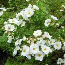 Белый сорт «Сноубёрд» (Potentilla fruticosa 'Snowbird')