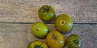 Сорта зеленоплодных томатов, которые я рекомендую всем