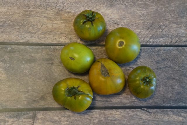 Зеленоплодные томаты — о сортах и особенностях «зеленых» плодов