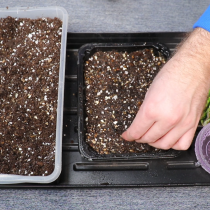 Замоченные семена просто раскладываем на поверхности увлажнённого грунта с интервалом 1,5-2 см и закрываем слоем в 0,5-1 см