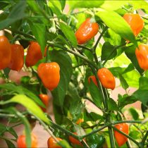 Плоды оранжевого цвета у перца «Хабанеро оранжевый»