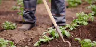Ученые подтвердили, садоводство полезно для физического и морального здоровья