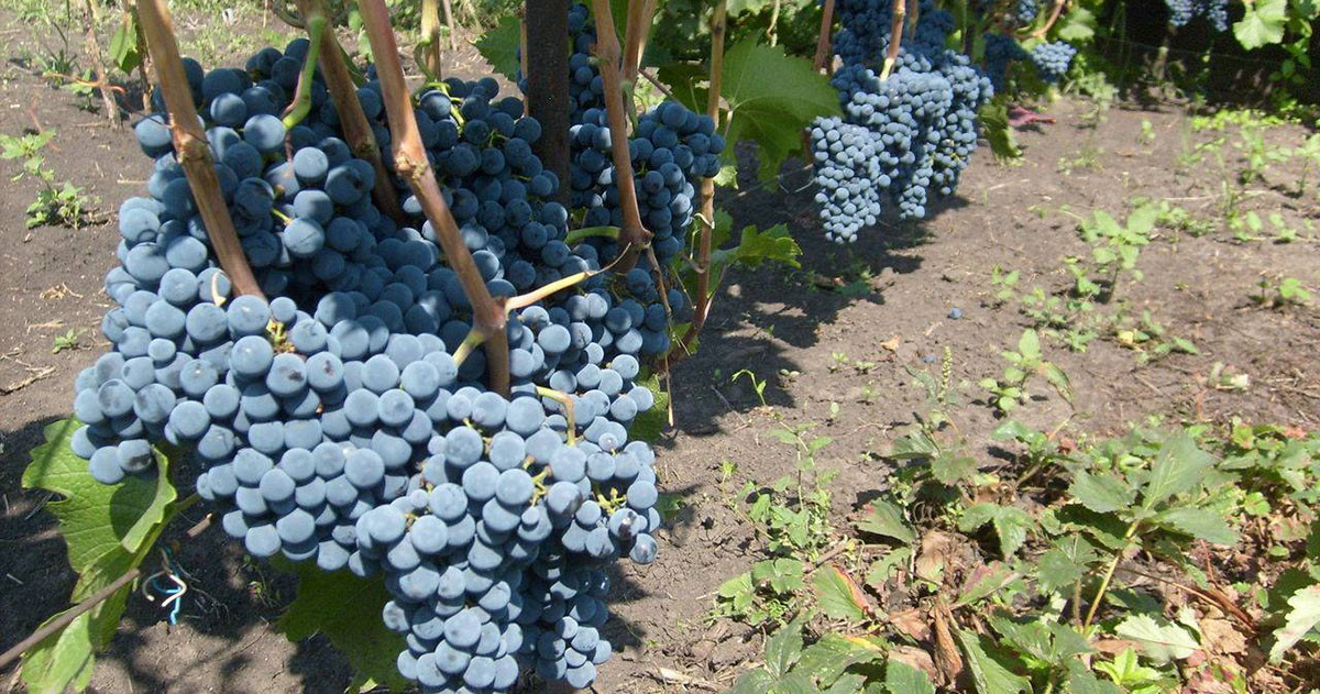 Выращивание винограда для начинающих — Ботаничка