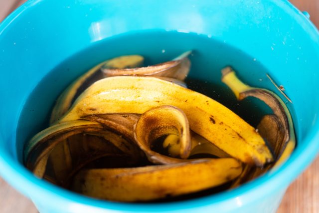 Проблема с изготовлением удобрения из банановой кожуры заключается в том, что эти питательные вещества, хотя и присутствуют в банановой кожуре, находятся там в настолько малых количествах, что практически бесполезны