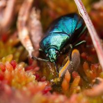 Сине-зеленый щитник голубой (Zicrona Caerulea) охотится на листогрызов и их личинки.