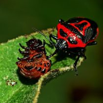щитники вида Perillus bioculatus питаются колорадскими и другими жуками, а также их личинками.