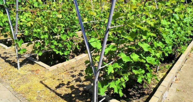 Если грунт на участке плотный, тяжёлый или грунтовые воды расположены близко, посадите виноград на гряды