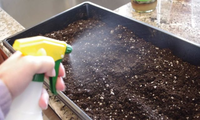 Смочите стартовую смесь для семян теплой мыльной водой (используйте биоразлагаемое эко средство для мытья посуды!) перед посадкой семян. После того, как посадите семена, снова сбрызните все мыльным раствором из пульверизатора
