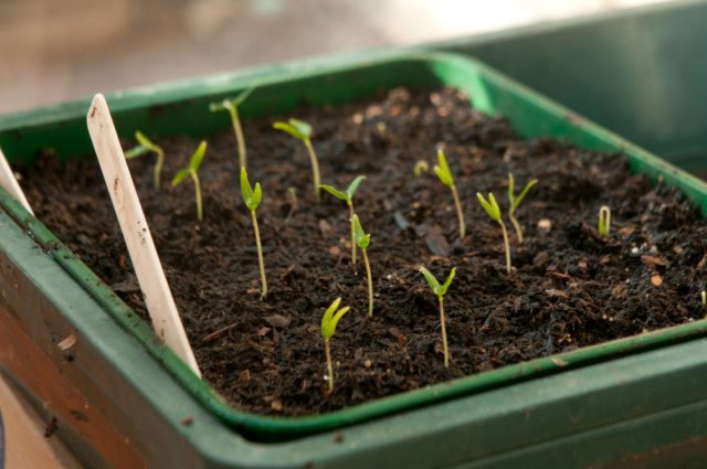 7 способов улучшить всхожесть и ускорить прорастание семян