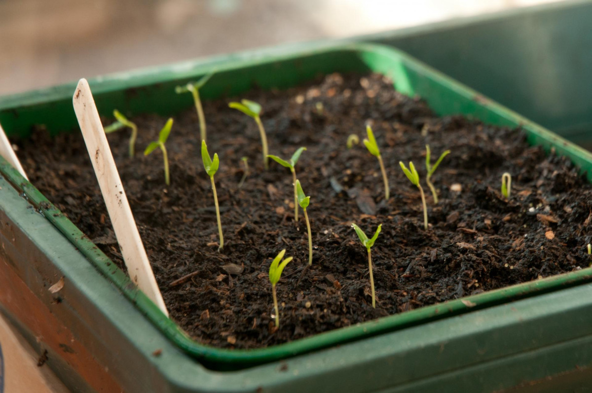 7 способов улучшить всхожесть и ускорить прорастание семян. Фото — Ботаничка
