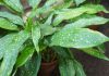Аспидистра — растение для тех, кто ценит простой уход