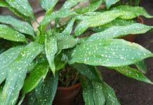 Аспидистра — растение для тех, кто ценит простой уход
