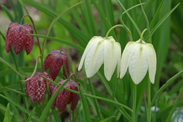 Поддержат такт весеннего ветерка поникающие белоснежные цветы рябчика шахматного сорта «Мелеагрис Альба» (Fritillaria meleagris 'Meleagris Alba')