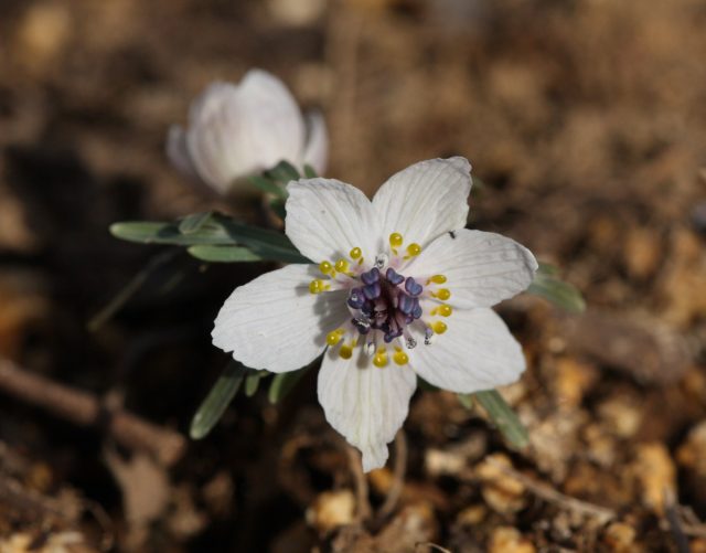 Белоснежное цветение японского вида весенника перистонадрезного (Eranthis pinnatifida) длится до 3 недель