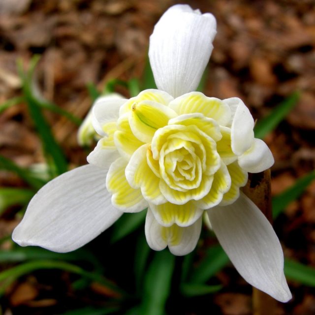 Подснежника белоснежный сорта «Леди Эльфинстоун» (Galanthus nivalis 'Lady Elphinston')