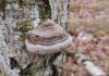 Этот гриб может стать биоразлагаемой альтернативой пластику