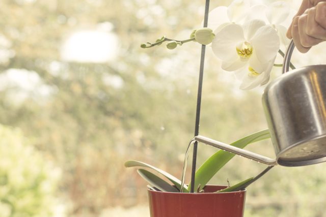 Чаще всего цветоводы поливают орхидею методом погружения, когда горшок полностью опускается в воду минут на 20. Можно также проливать грунт из лейки до тех пор, пока вода не начнет протекать насквозь