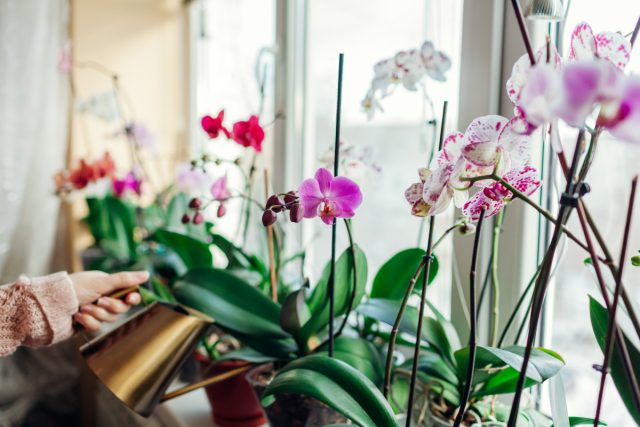 Как ухаживать за орхидеей?