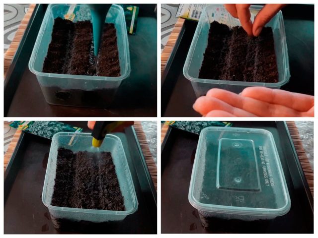 Высаживайте семена в помещении за 10-12 недель до ориентировочной последней даты заморозков в вашем регионе, чтобы растения успели зацвести до того, как осенью ударят первые заморозки