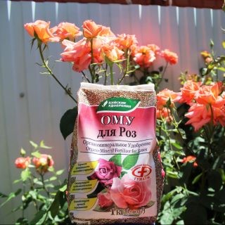 Для пересадки укоренённых черенков, саженцев роз используется ОМУ «Для роз» – 30-50 гр на кв.м.