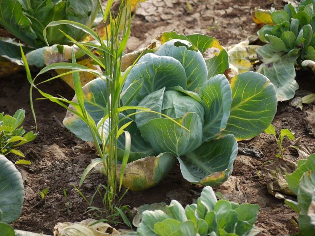 Белокочанная капуста (Brassica oleracea var. capitata) — самая привычная, которую принято делить по срокам созревания на раннюю, среднюю и позднюю