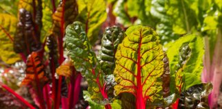 Разбираемся в листовых овощах — какие точно нужно знать и как употреблять с пользой?