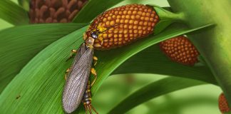 Обнаружено насекомое, которое опыляло растения 280 миллионов лет назад