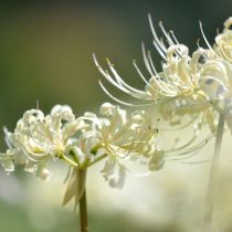 Ликорис белый (Lycoris albiflora)