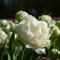 Сорт тюльпана «Сноу Кристал» (Tulipa 'Snow Crystal') очарует своими лепестками, покрытыми густым инеем
